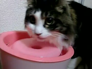【閲覧注意】かわいいネコ、おもち　「しゃべります」【飼い主うざい】