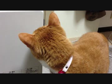 【２号】強力マグネットに興味津々のぬこww【ネコ】