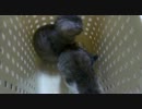 子猫のぬこぬこ日記　生後８０日目