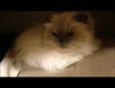 もっふもふモカちゃんの観察(シルちゃんのおまけあり♥