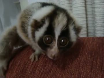 スローロリスくん VS クロコダイル