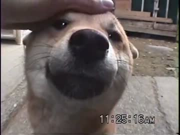 【仔犬】愛されるって嬉しいね♪【萌え】