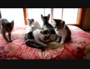 戦いは猫だよ、兄貴っ！！