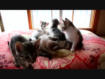 戦いは猫だよ、兄貴っ！！