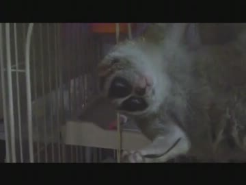 ホラースローロリス