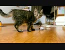 ココ　三十二日目　ココのおなかとお手軽おもちゃ