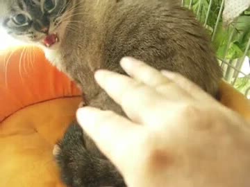 ジャンくんのシャー祭　１年の集大成