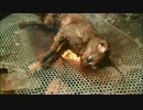【グロ注意】南米の猫肉料理