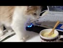 飼い主のマグカップ