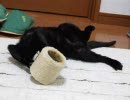 もふ日和～干支に乱暴するおっこめし～1/7