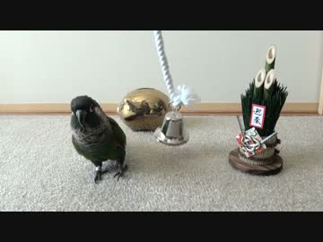 チビハルのおみくじ芸 2013