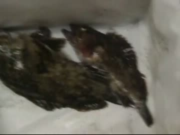 ど素人が釣り実況してみた　その７