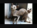 ミイラと化した猫。