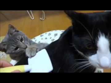 二匹の猫をブラッシングしてみた