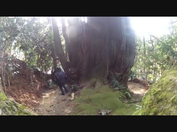 関西日帰りブラリ旅　法隆寺と高井の千本杉編