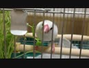 白文鳥と豆苗