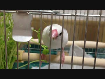 白文鳥と豆苗