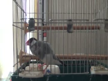 僕と文鳥の会話【お部屋紹介含む】