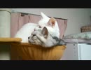 いつもどおりの猫たち