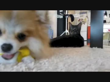 ぐりちぇる動画＊6＊休日のんびりぐりっちぇる