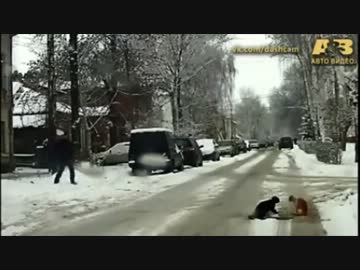 【ロシア】自分の飼い猫の喧嘩を止めた人間の鑑