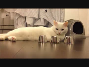 これはすごい！ シャッフルしたカップの中から正解を当てる猫