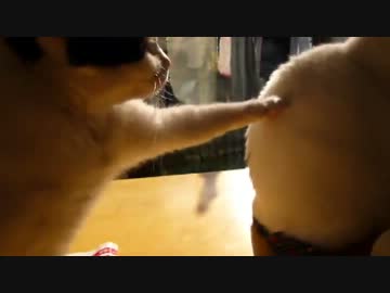 「ねえねえ」と呼びかける猫　しかし無視されて…