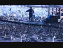 白鳥の餌やり。