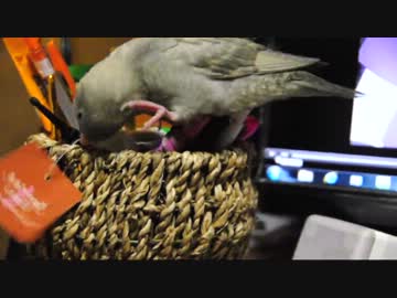 足がそわそわ【サザナミインコ】