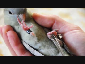 【サザナミインコ】ニギコロしてみた