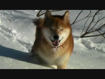 柴犬ジロー　2013年1月