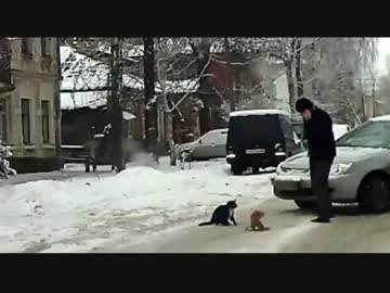 ドライブレコーダーがとらえた猫の激しい喧嘩