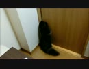 引き戸を開ける猫
