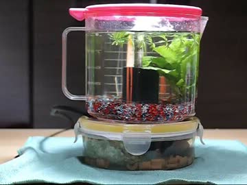 エアリフト式でボトルアクアリウムを作ってみた