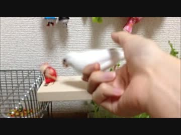 白文鳥、エサとカエルと飼い主と。