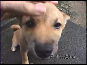 【仔犬】世界一の愛され犬の素質あり？