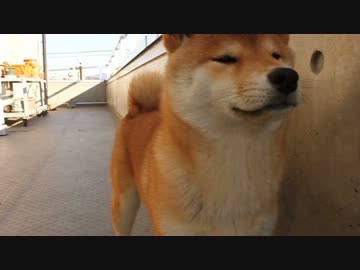 ボールをとりにいく柴犬