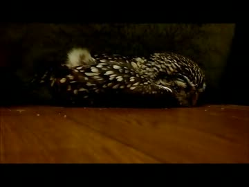 コキンメフクロウ（アヒル寝編）