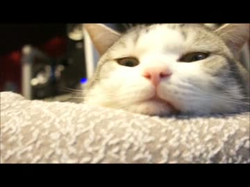 ツンギレのうちの猫の般若顔がなんかすごい