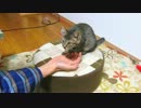 ココ　三十六日目　初めてのまたたび