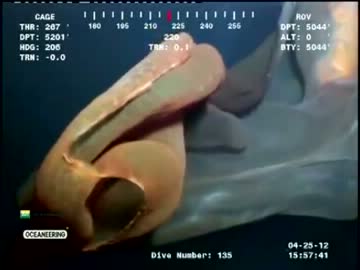 【新種】深海ヤバイ 3【深海5000m】