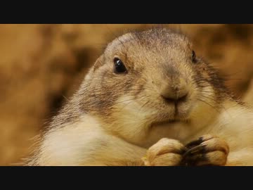 プレーリードッグの食事風景を出来るだけアップで