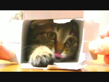 ココ　三十七日目　そこは通れない！