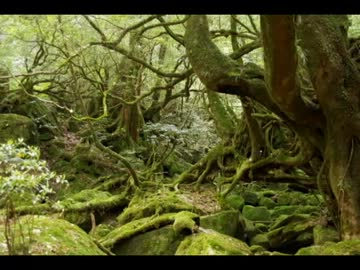 2010年ﾊﾞｲｸの旅 Part.32　【屋久島篇】