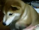 柴犬がひたすらお手してちゅ～してもぐもぐするだけの動画