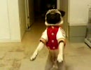 二足歩行のパグ（べんぼ　001） The Pug walked.