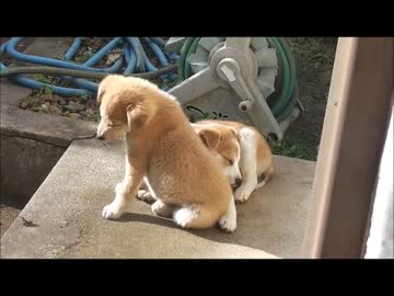 【忍犬】48日目～子犬と鳶～