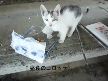 東京スカイツリー１個分のゴミを拾っていく動画その17