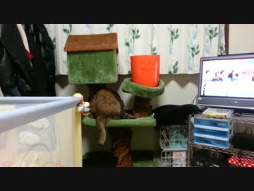とうだいもとくらし