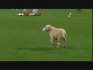 2匹でサッカーの試合に乱入した（Ｕ＾ω＾）わんわんお！